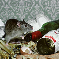 Bruine rat (Rattus norvegicus) tussen huishoudelijk afval

